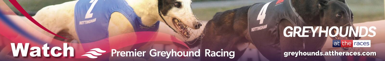 greyhound