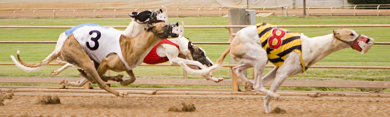 Greyhounds Race round the track